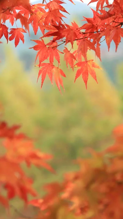 Maple Stock Footage 324957784