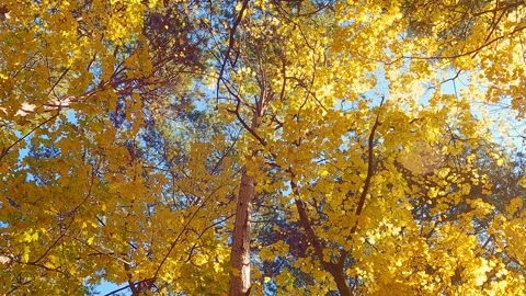 Maple forest and trees with yellow autumn leaves, rotating 库存影片 246850801