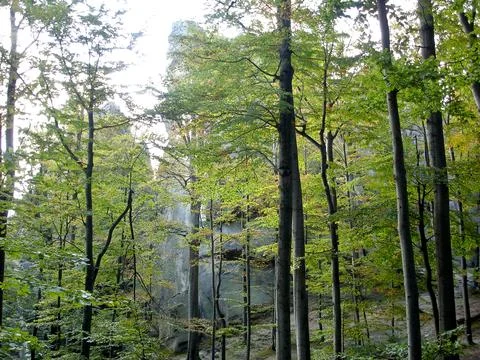 Maple forest and vertical rocks. Gray tree bark green foliage. Carpathian m.. Stock Photos