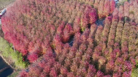 Maple forest in autumn Stock-Footage 219800539