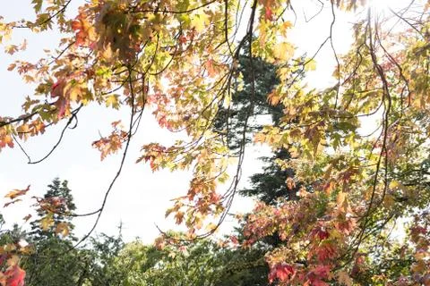 Maple forest in autumn Stock Photos