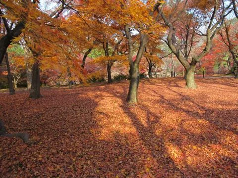 Maple forest in autumn 写真素材