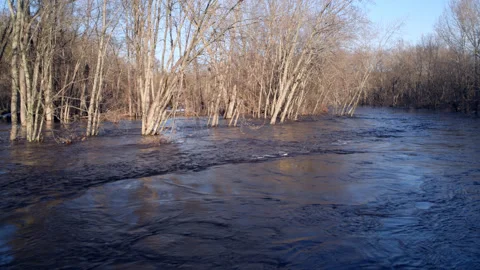 Maple Forest in Black River Spring flood water Michigan's Upper Penn. Stock Footage 312353283