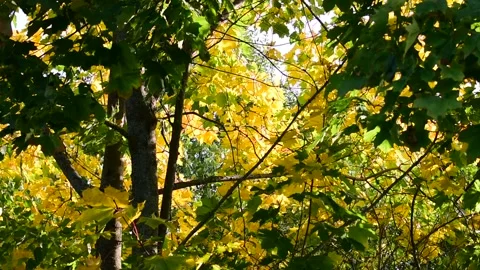 Maple forest in early autumn Vidéo 139971761