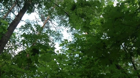 Maple In The Forest Stock Footage 7759891
