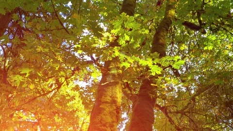 Maple Forest Nature Light, Autumn Fall Park Sunlight Scene Background Red Light Stock Footage 85279948
