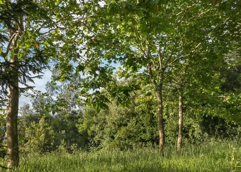 Maple forest in summer with green grass and trees Stock Photos