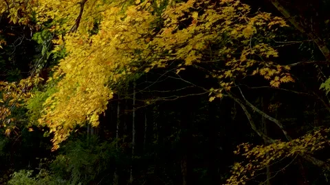 Maple in the forest swaying in the wind Stock Footage 145236816