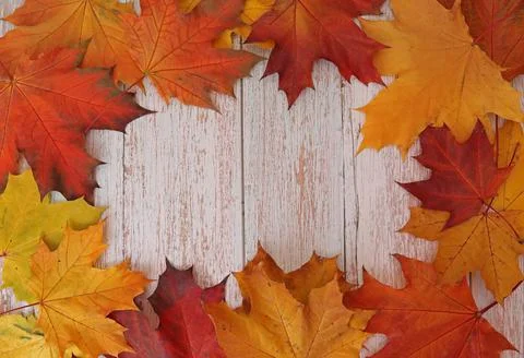 Maple frame leaves on the background of old light wood. autumn concept. Stock Photos