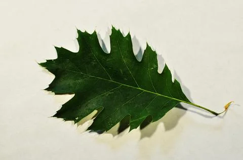 Maple, green leaf on a light background. Background, texture, design. Stock Photos