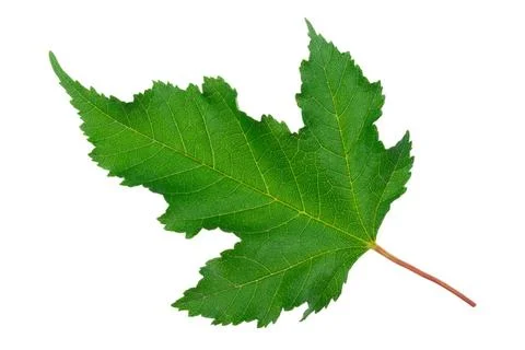 Maple green leaf Maple green leaf Copyright: xZoonar.com/DmitriyxxSechinx ... Stock Photos