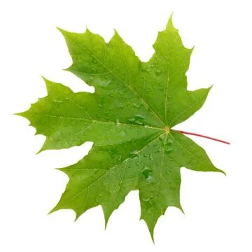 Maple green leaf with water drops isolated on white background Stock Photos