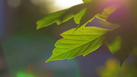 Maple green leaves close-up, steadicam shot Stock Footage 77744939