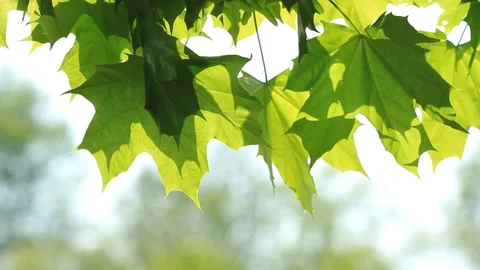 Maple green leaves on the tree and sunlight Stock Footage 89288204