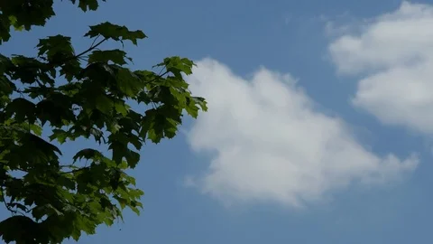 Maple Green Leaves On A Tree, Clouds And Wind Timelapse Stock Footage 79115460