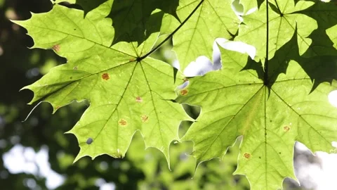 Maple Green Leaves On Wind In The Forest. The Sun's Rays Break Through The Folia Stock Footage 210478041