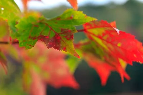 Maple Green to Red Stock Photos