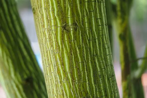 Maple green, the texture of a tree trunk. Foto stock