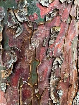 Maple grey. tree bark in daylight. old tree Stock Photos
