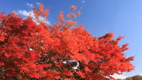 Maple Grove in Autumn 動画素材 330293809