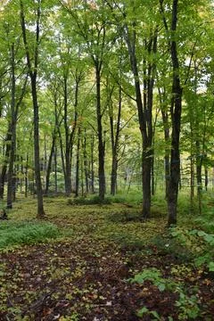 A maple grove in the fall Stock Photos