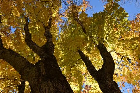A maple grove in the fall Stock Photos