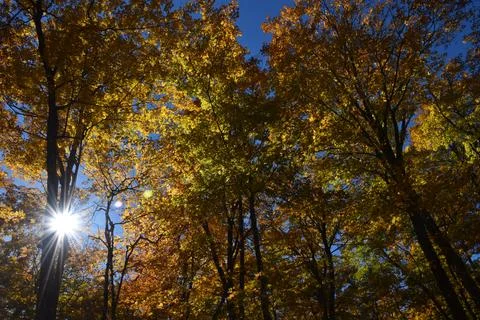 A maple grove in the fall Stock Photos