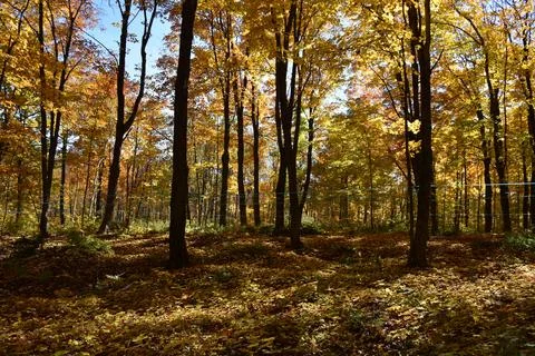 A maple grove in the fall Stock Photos