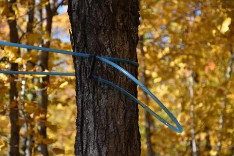 A maple grove in the fall Stock Photos