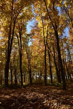 A maple grove in the fall Stock Photos