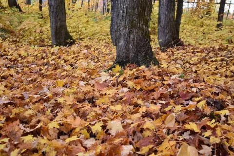 A maple grove in the fall Stock Photos