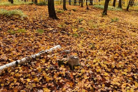 A maple grove in the fall Stock Photos