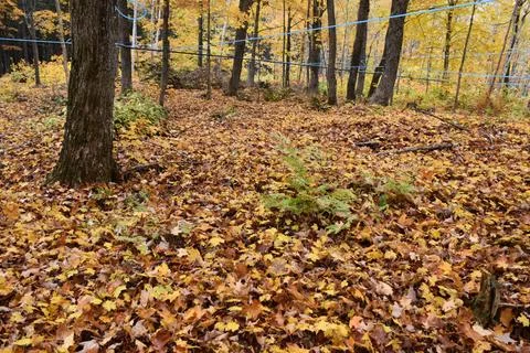 A maple grove in the fall Stock Photos