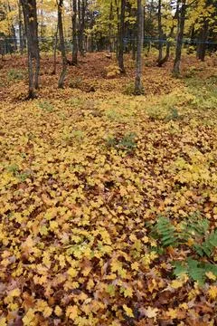 A maple grove in the fall Stock Photos