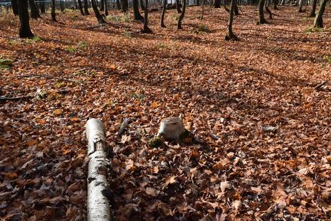 A maple grove in the fall Stock Photos