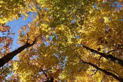 A maple grove in the fall Stock Photos