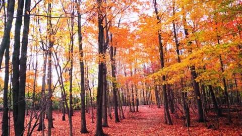 Maple grove in Indian summer.mp4 Stock Footage 141742047