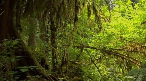 The Maple Grove inside the Hoh Rain Forest at Olympic National Park Washington Video stock 38601353