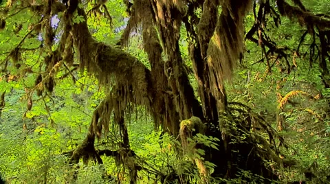 The Maple Grove inside the Hoh Rain Forest at Olympic National Park Washington Stock Footage 38601404