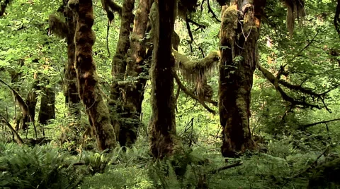 The Maple Grove inside the Hoh Rain Forest at Olympic National Park Washington Stock Footage 38601445