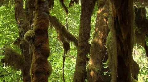The Maple Grove inside the Hoh Rain Forest at Olympic National Park Washington Stock Footage 38601604