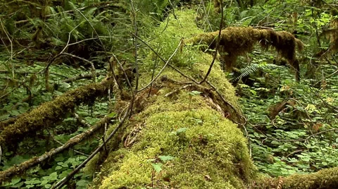 The Maple Grove inside the Hoh Rain Forest at Olympic National Park Washington Stock Footage 38601762