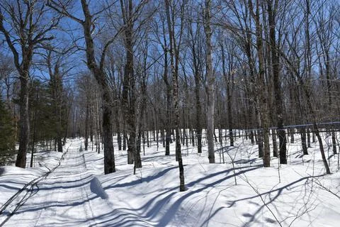 A maple grove in the spring Stock Photos