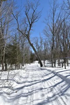 A maple grove in the spring Stock Photos