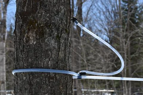 A maple grove in the spring Stock Photos