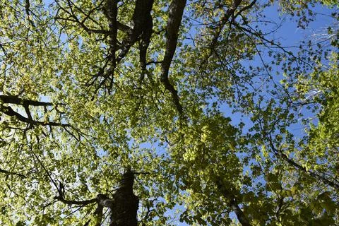 A maple grove in the spring Stock Photos