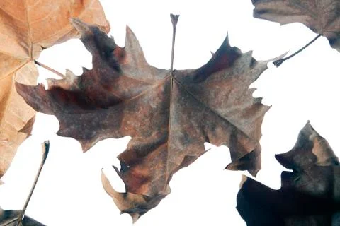 Maple isolated leaf Stock Photos