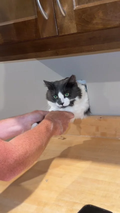 Maple the Kitty Hides in Wall, Vancouver Island, Canada - 12 Aug 2026 Vídeo Stock 343006277