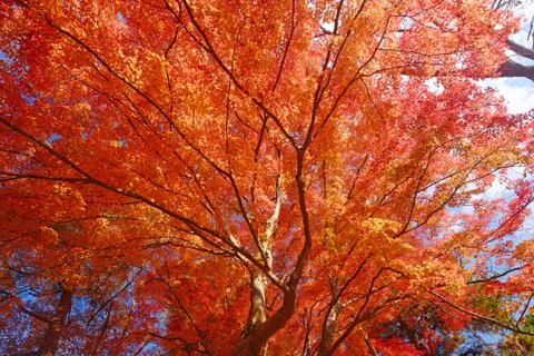Maple in kyoto Stock Photos