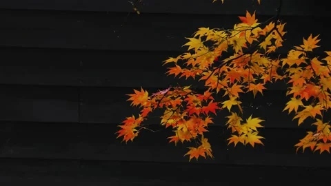 Maple in late autumn in front of the black wall Stock Footage 145313003